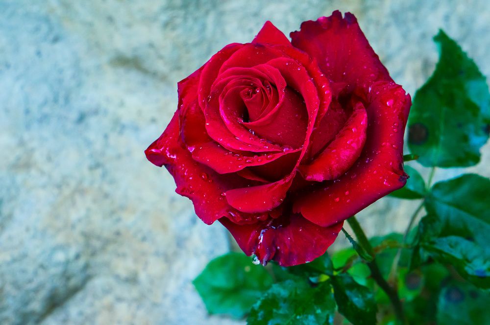 Фотография автора Николай Бологов