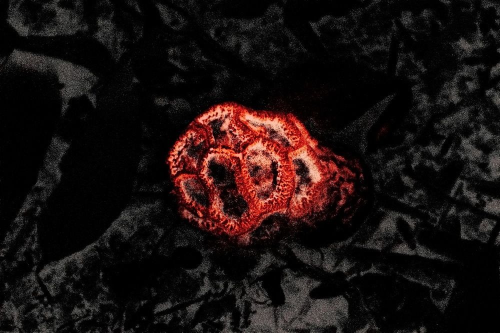 Photograph by Roman Popov