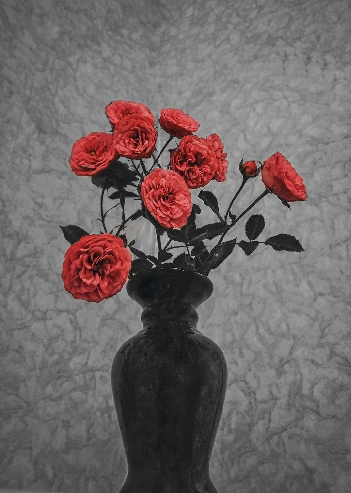 Photograph by Daria