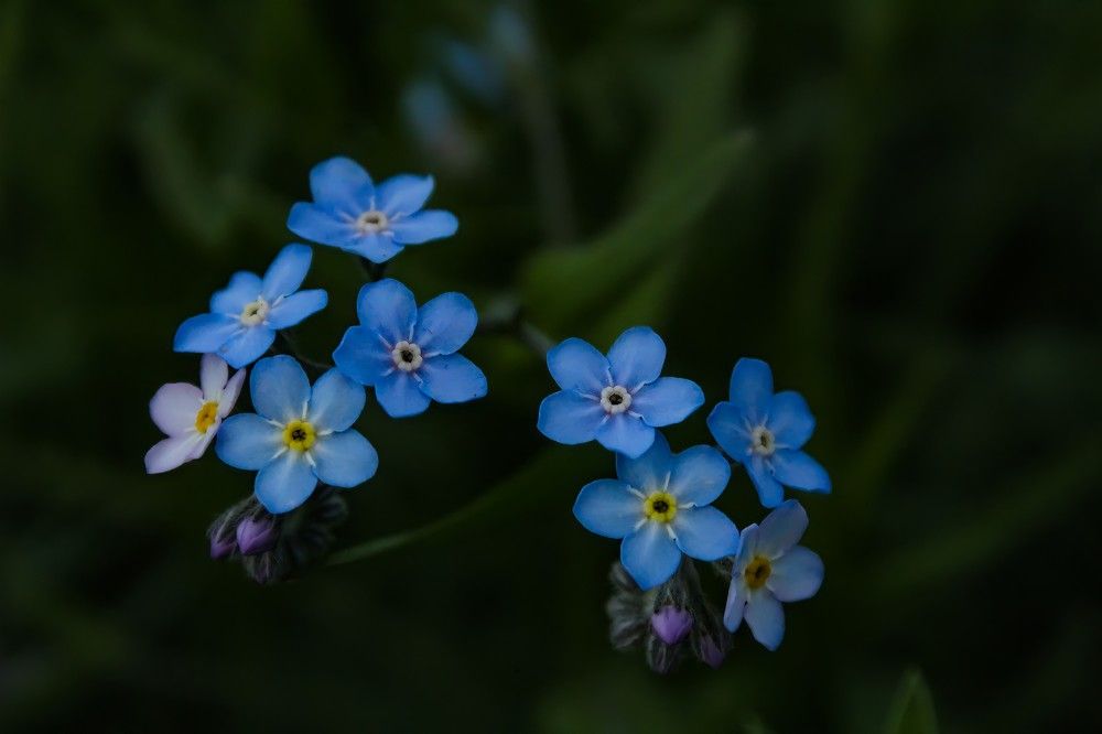 Photograph by Инна Майорова