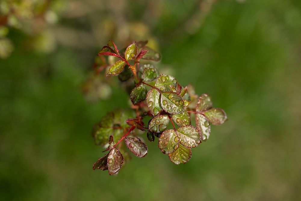 Photograph by Ольга Никишина