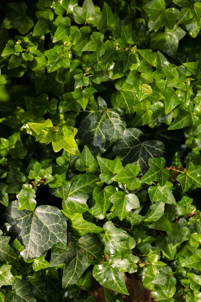 Photograph by Ольга Никишина