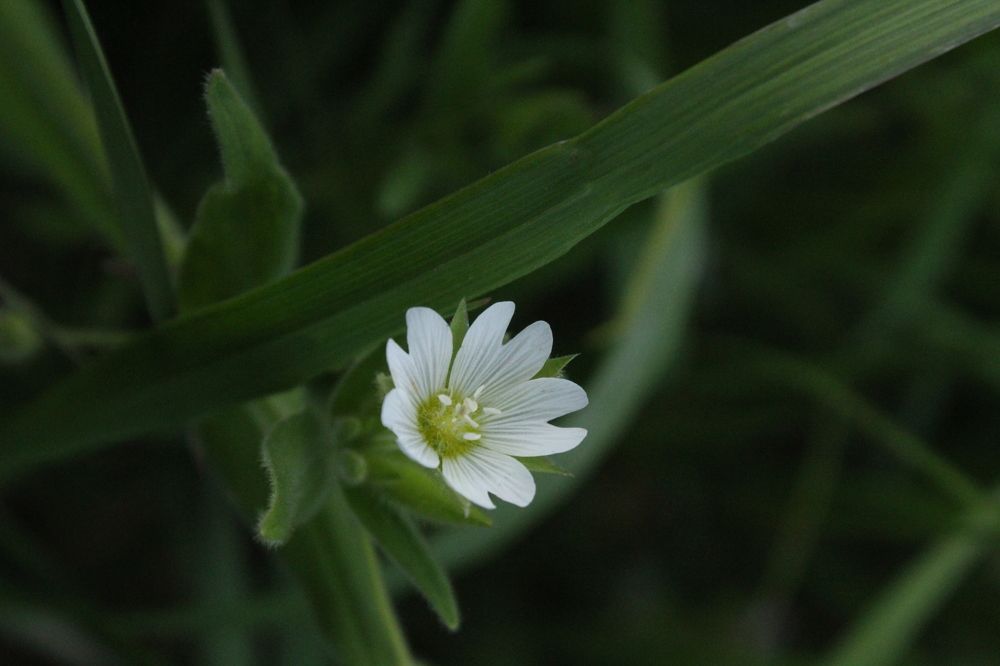 Photograph by Инна Майорова