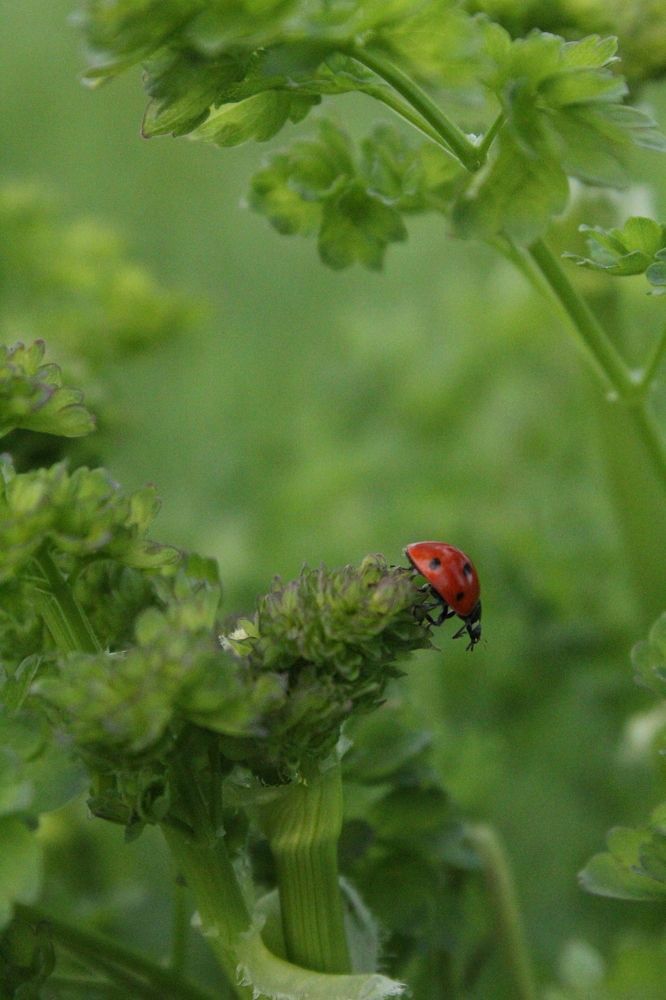 Photograph by Инна Майорова