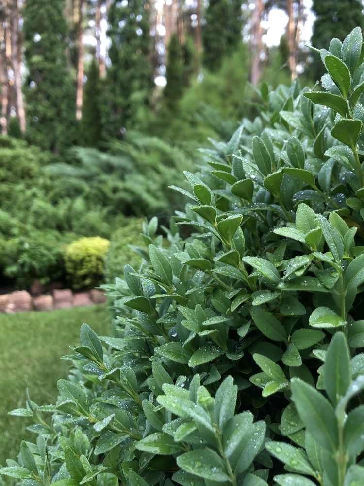 Photograph by Ирина Панюк