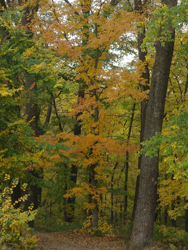 Краски осени