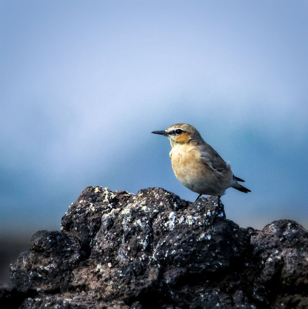 Photograph by Dipti Ramavat Sharma