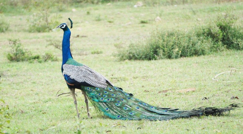 Photograph by Prabhu Viswanathan