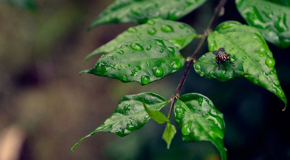 Photograph by Milton Sosa Mc Donald