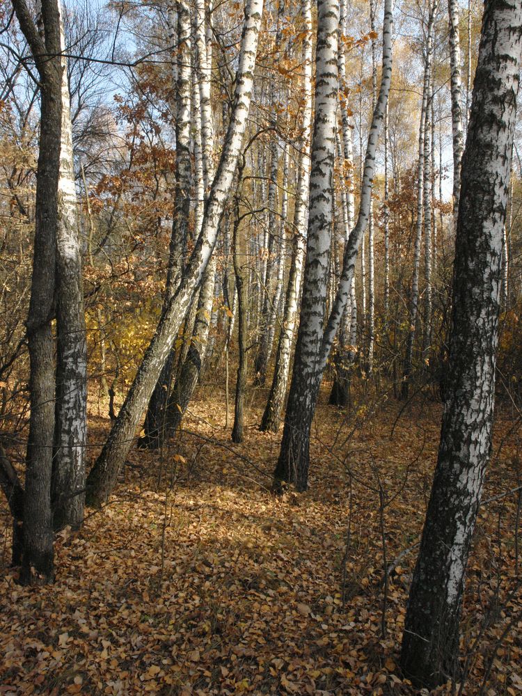 Березовая роща
