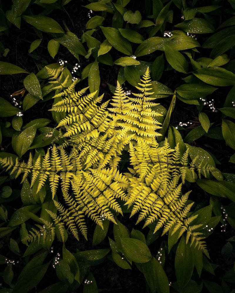 Photograph by Александр Пискарев