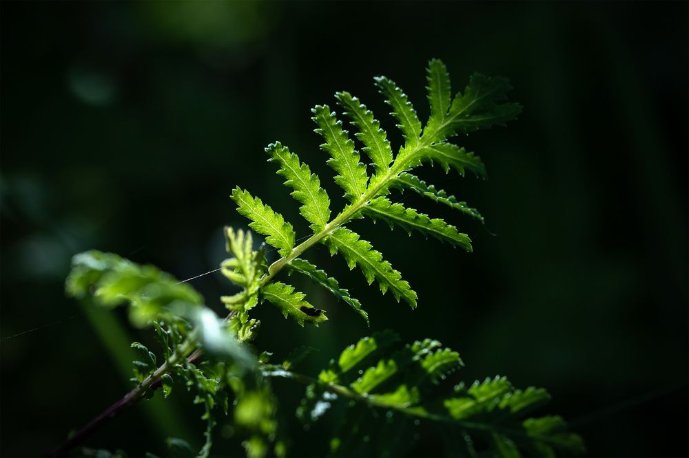 Photograph by Gatis Vilbrants