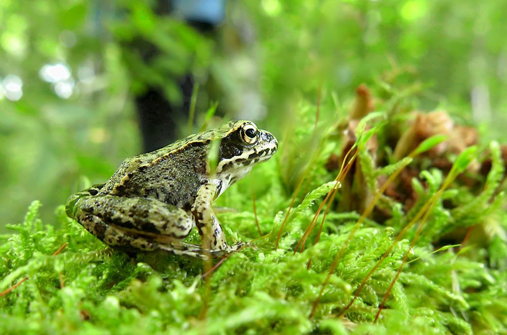 Photograph by Шруб (Беляева) Татьяна