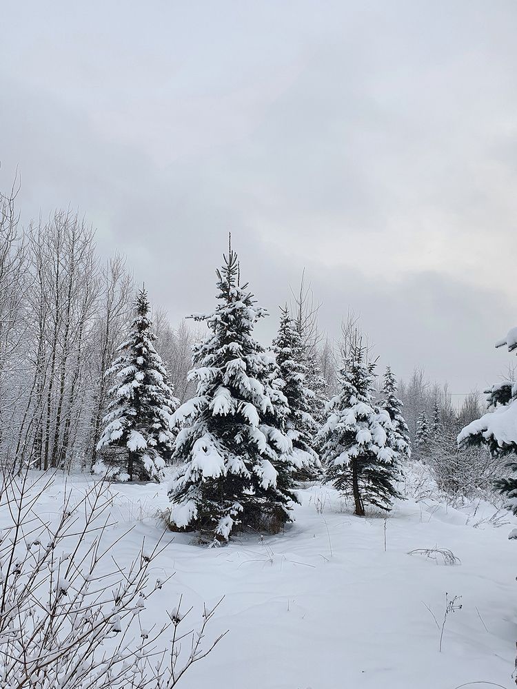 Фотография автора Надежда Лисицына