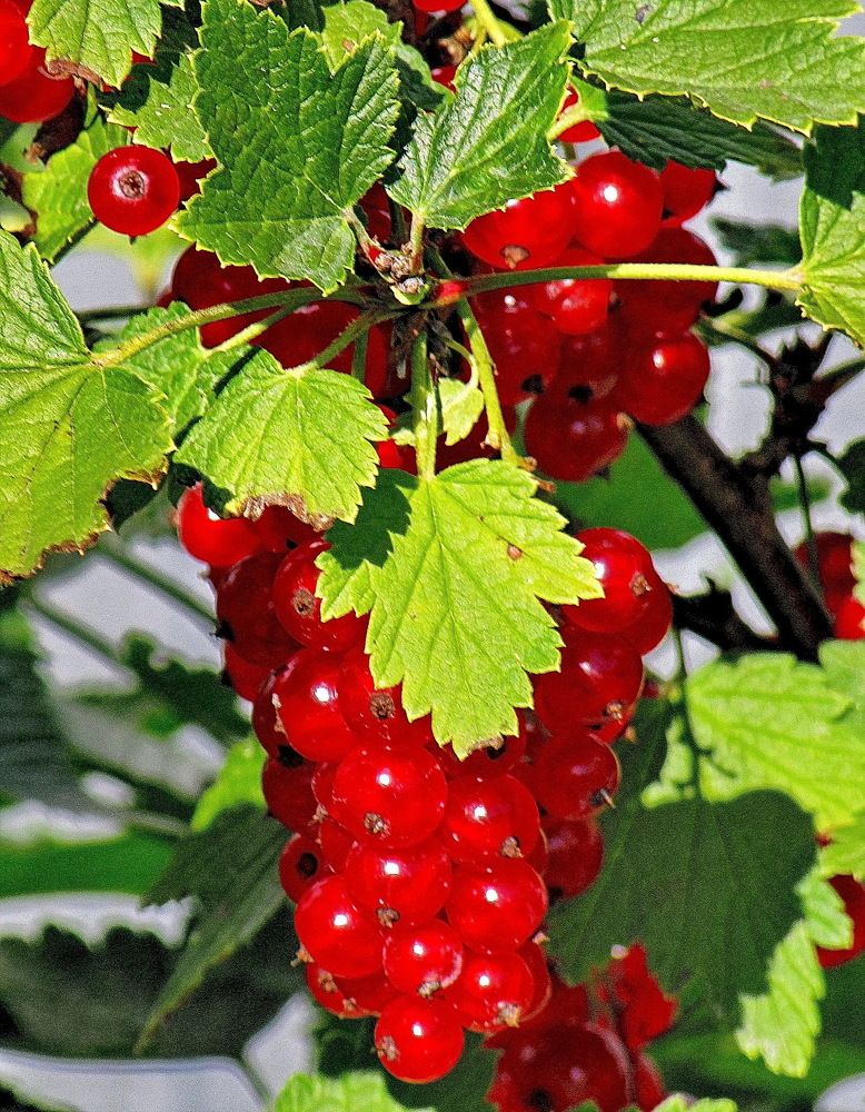 Photograph by Виталий Симоненков