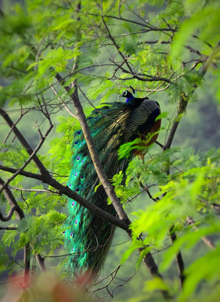 Photograph by Dipti Ramavat Sharma