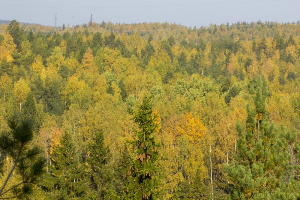Фотография автора Александр Собокарь