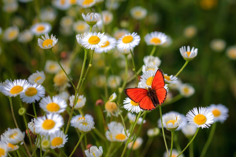 Photograph by Владимир Карпов