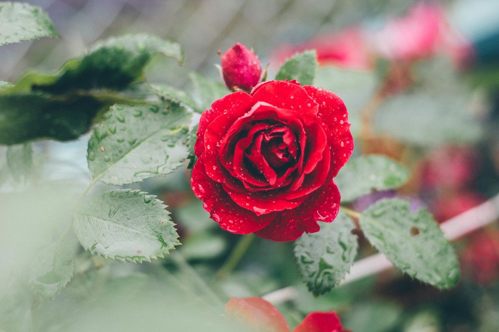 Photograph by Светлана Антипова