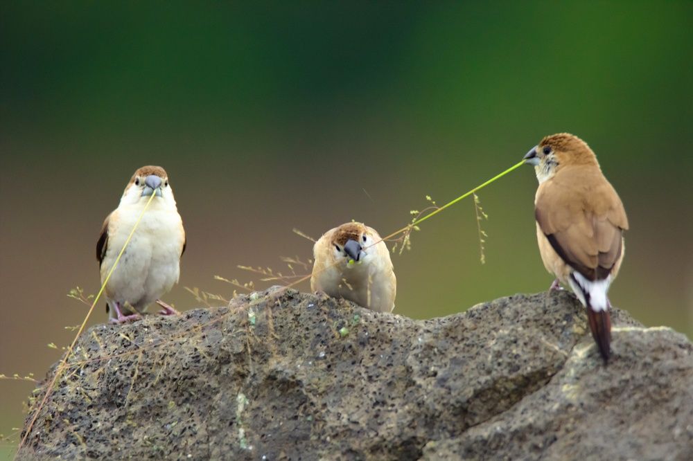 Photograph by Dipti Ramavat Sharma