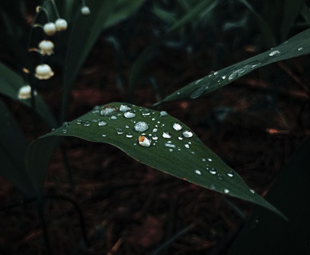 Photograph by Александр Пискарев