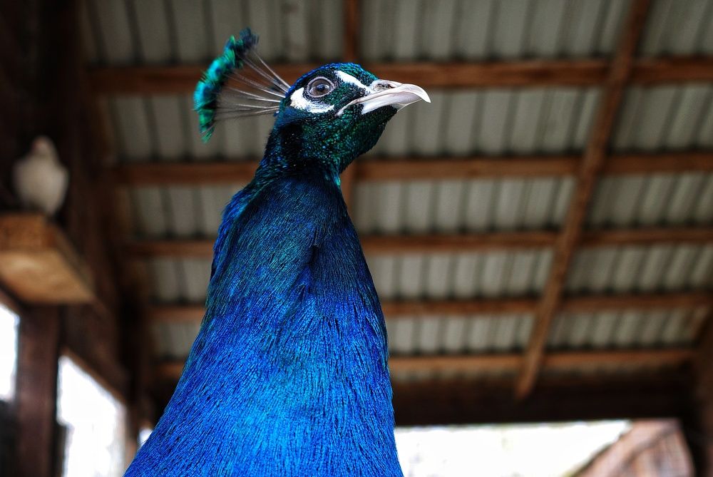 Photograph by Алла Никушкина