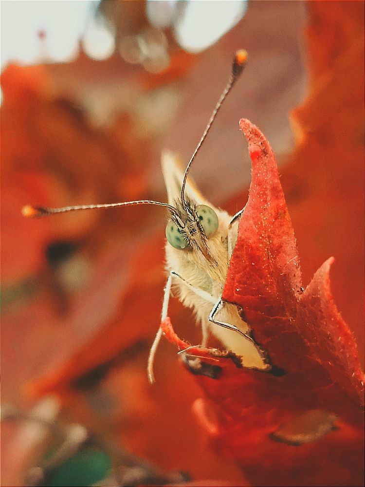 Photograph by Евсеева Валентина