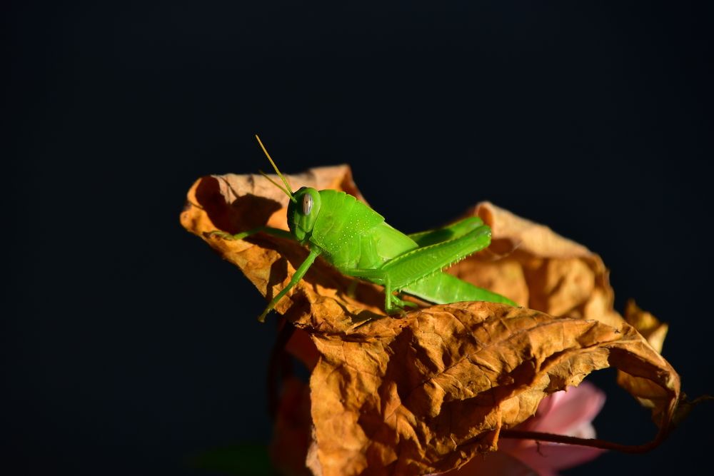 Photograph by Светлана Ивановна