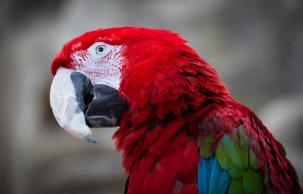 Photograph by Диана Бородзе