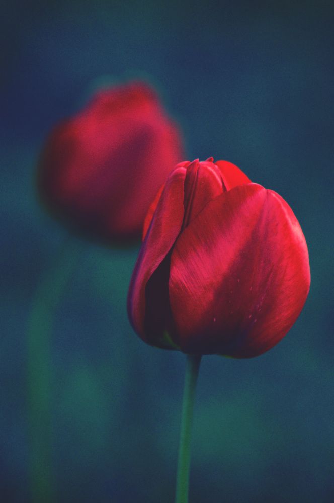 Photograph by Stoyan Baev