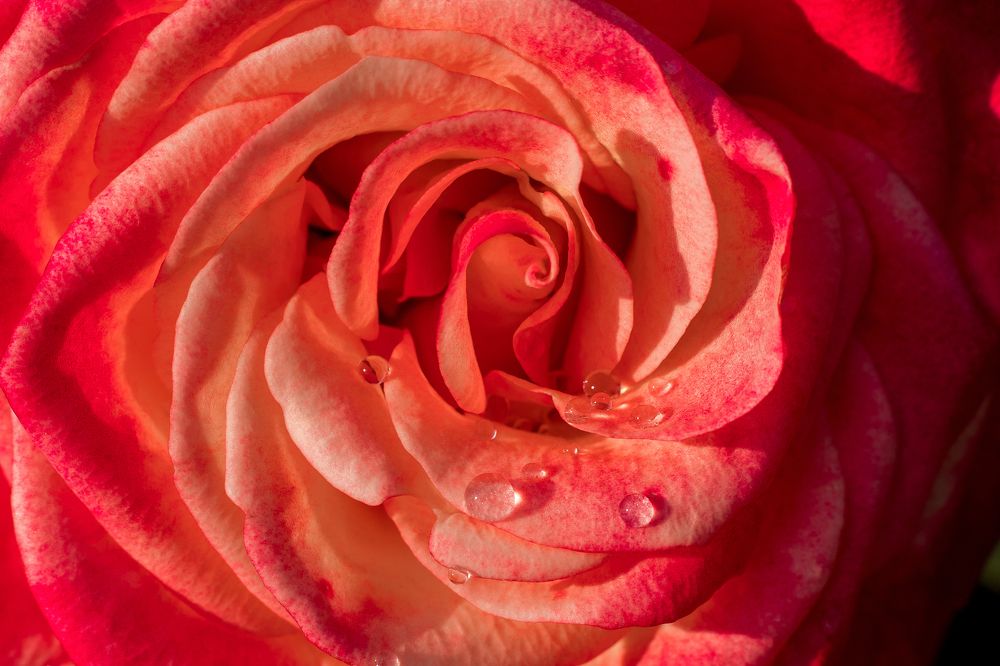 Фотография автора Елена Ельшина