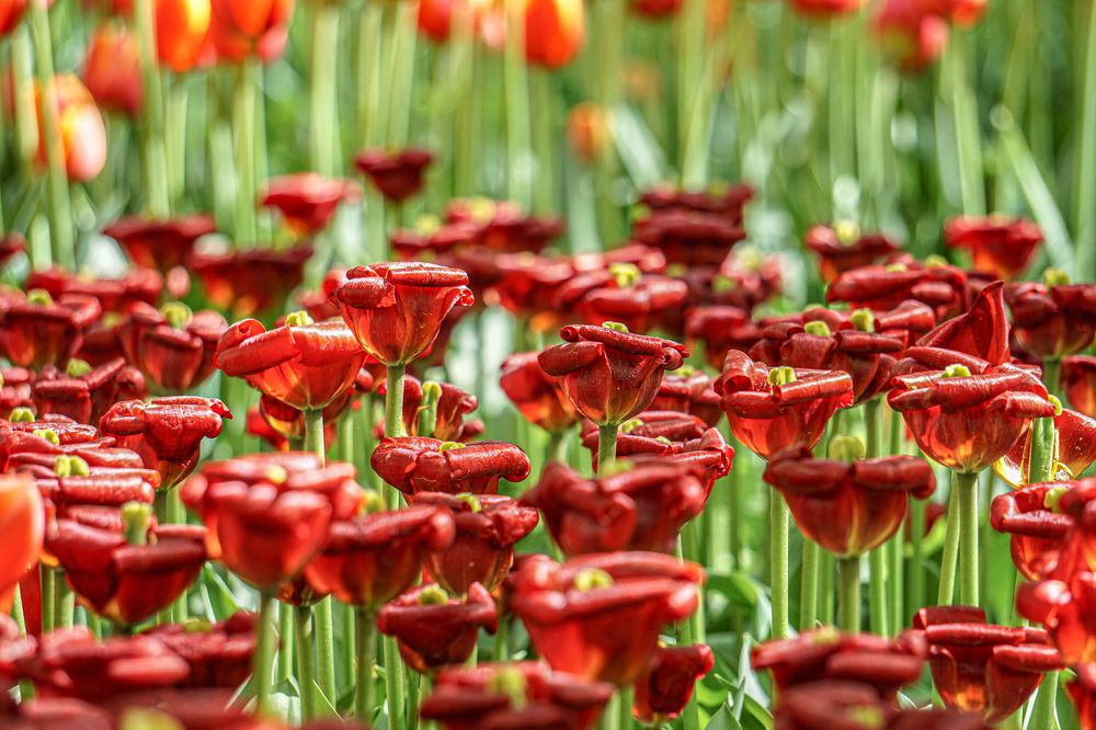 Photograph by Алфия Бугакова