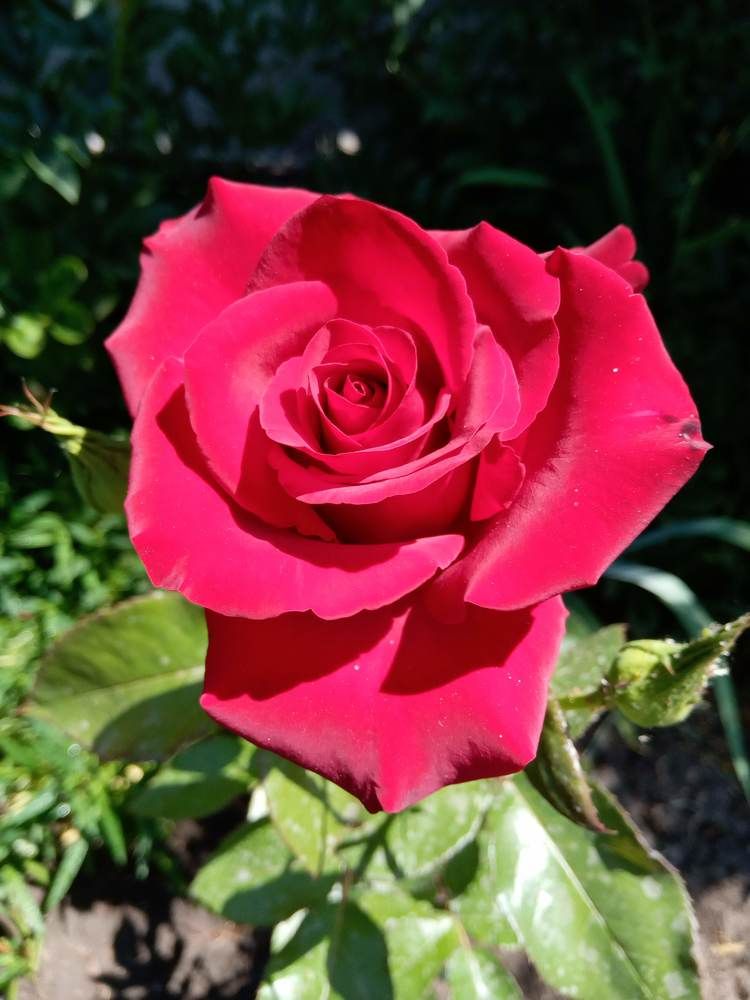 Красный цвет---Королева роз