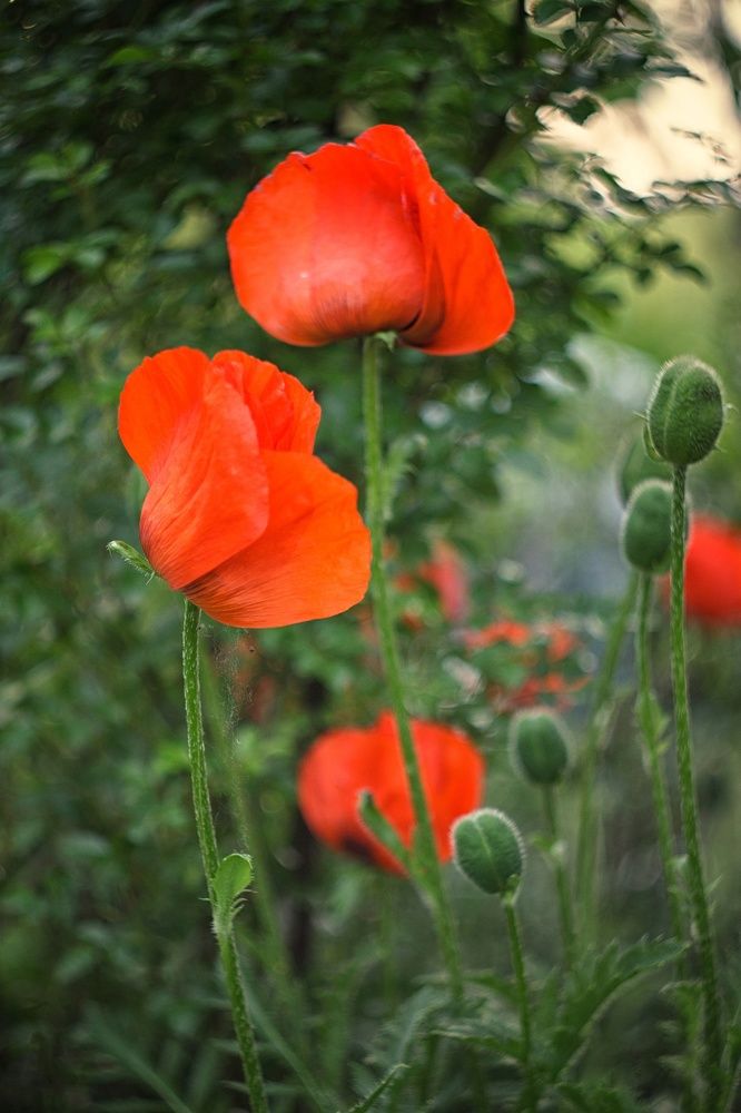 Красные маки