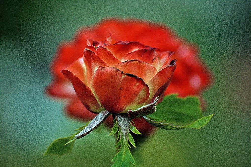 Photograph by БРОВКО АЛЕКСАНДР ИВАНОВИЧ