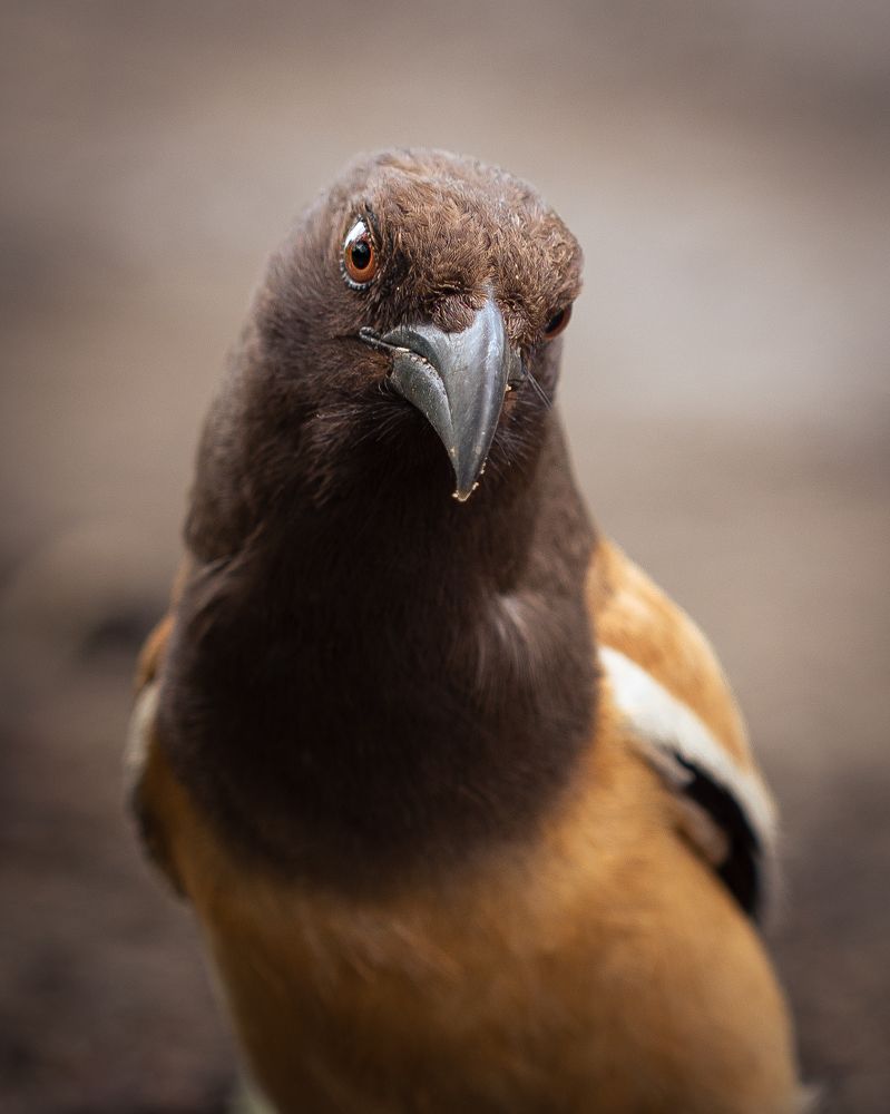Rufous treepie