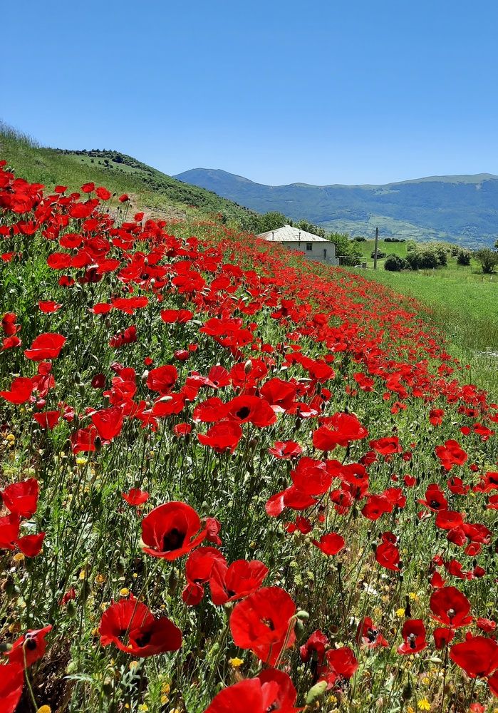 Photograph by Masoumeh Rahimi