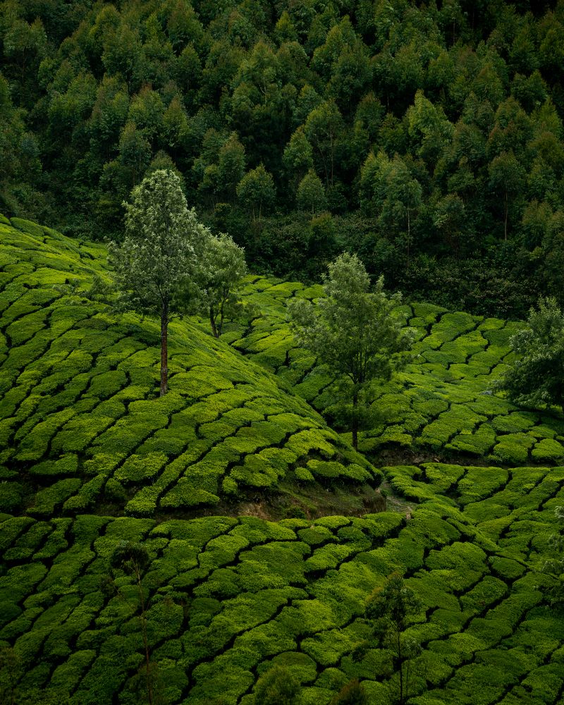 Tea Gardens