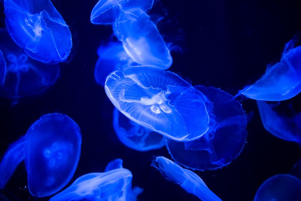 Photograph by Ксения Базарова