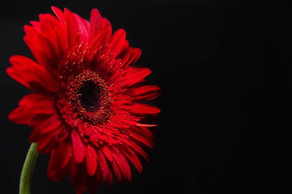 Photograph by Надежда