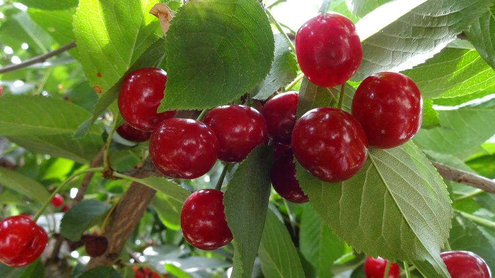 Photograph by Елена Мясникова