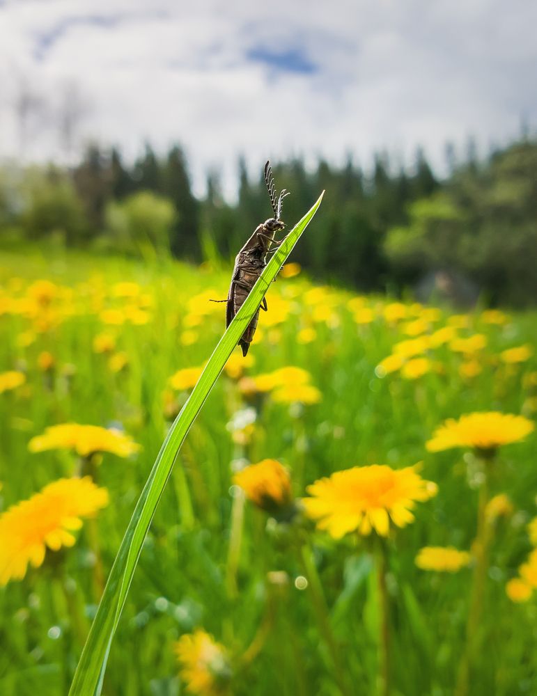 beetle in the dandelion field