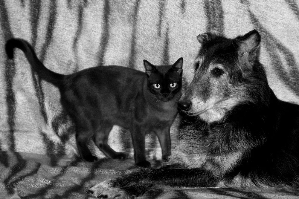 Фотография автора Надежда Лисицына