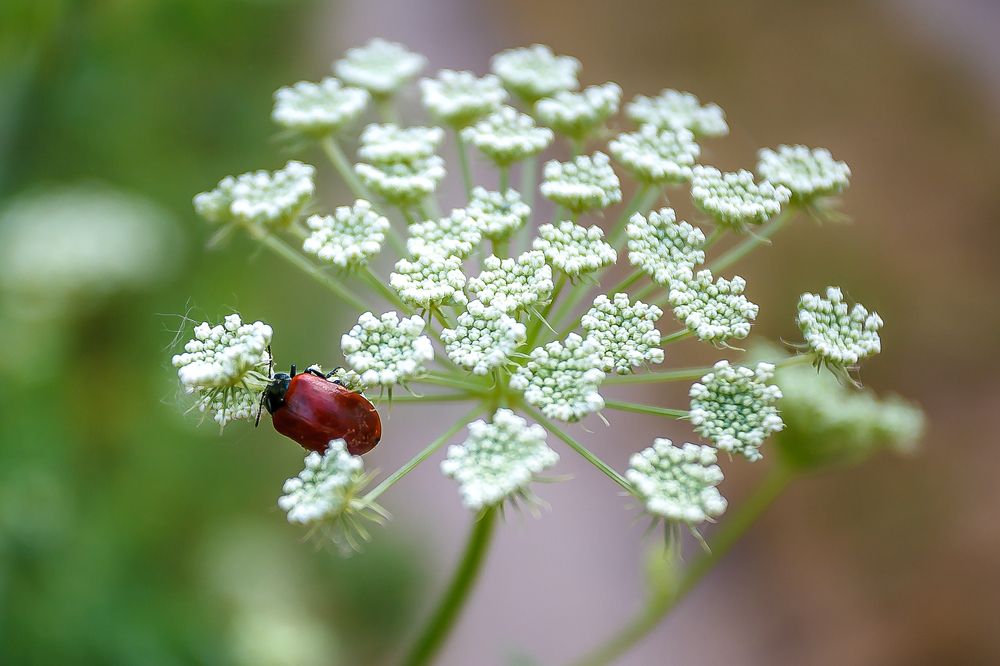 Photograph by Алексей Трифонов