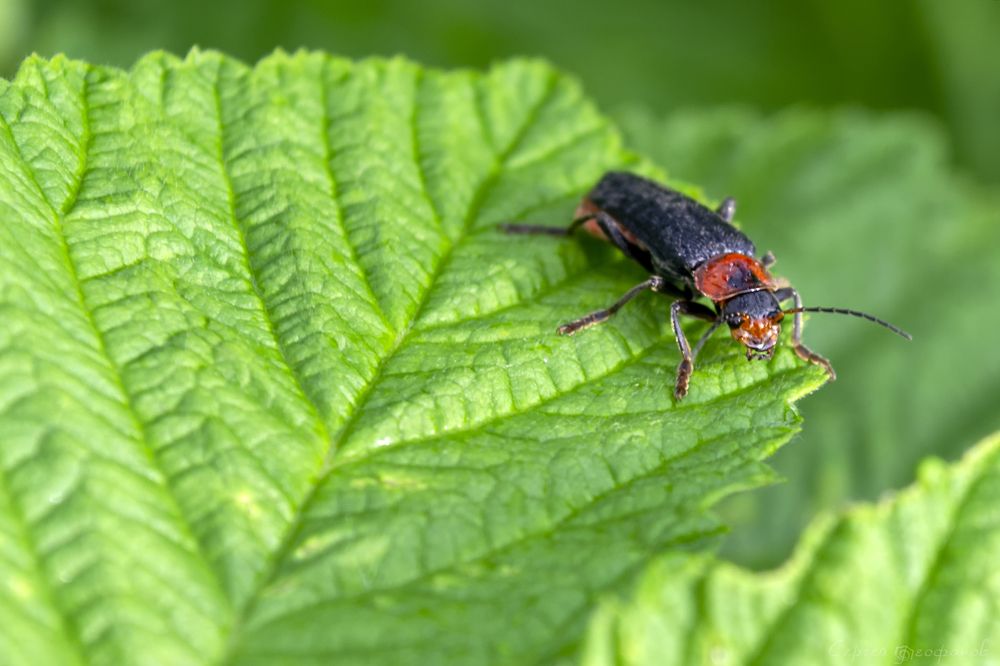 Photograph by Сергей Феофанов