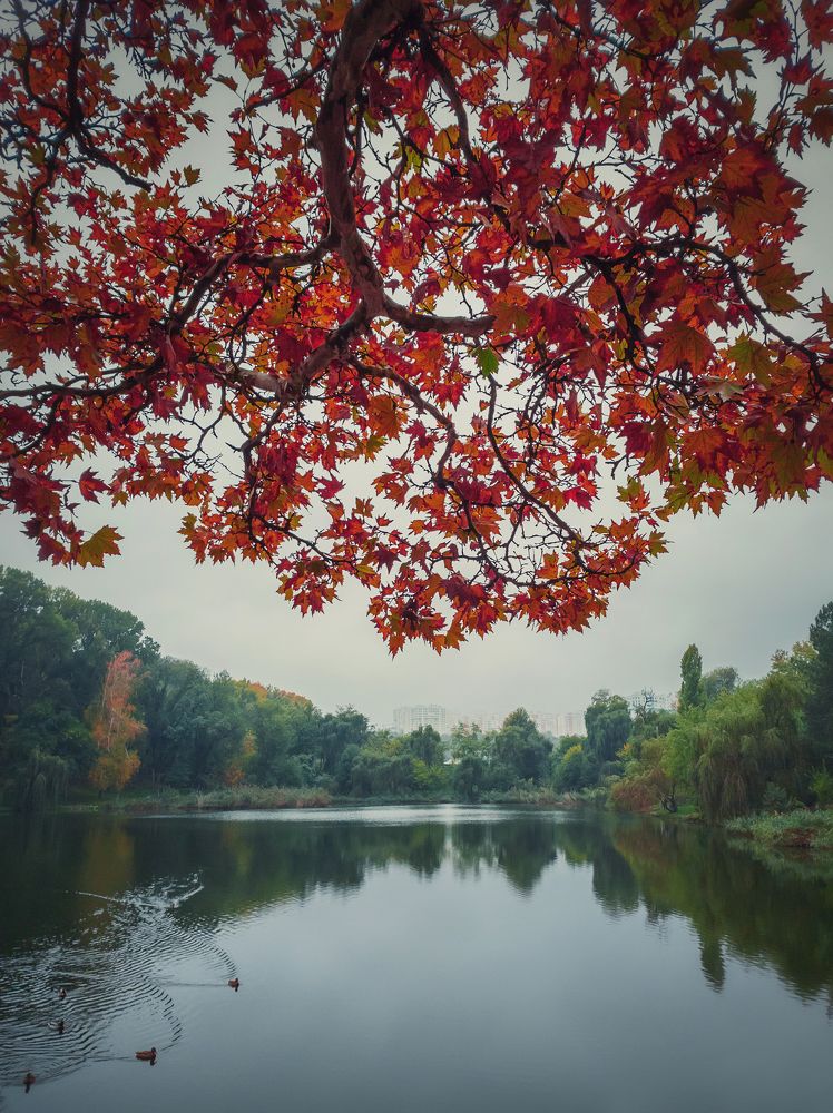 maple tree above lake