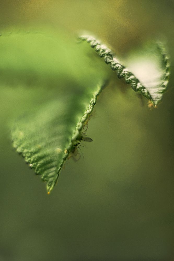 Фотография автора Анжелика