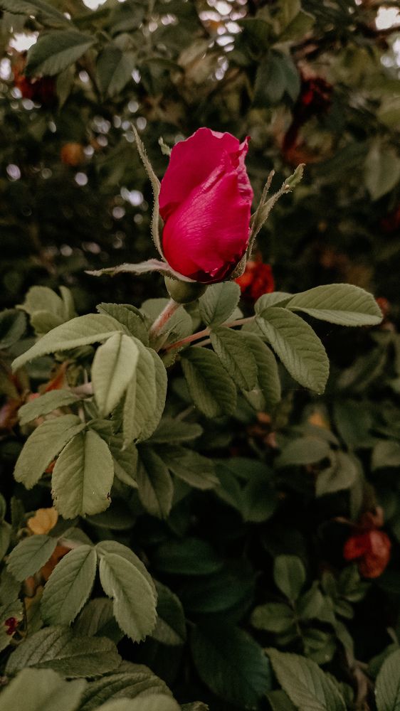 Photograph by Альбина Муртазина