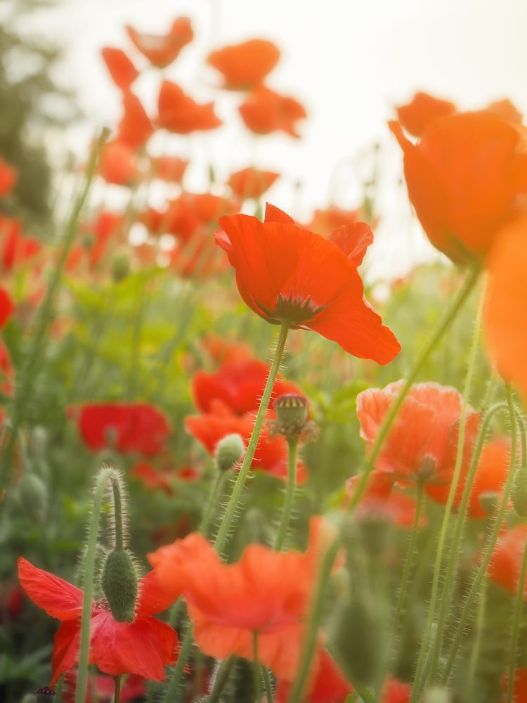 Photograph by Елена Невидимова