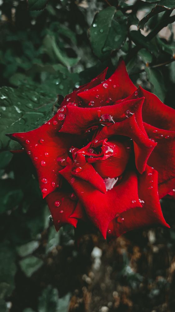 Photograph by Екатерина Мурсынина